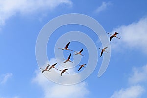 Flying flamingos in the french Camargue