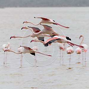 Flying flamingos over Larnaca Salt-lake in Cyprus