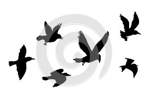 Flying flock of birds silhouette, Simple swallows in flight, crows in the sky. Group of birds border.