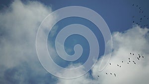 Flying flock of the birds in the sky. Flock of Cranes in flight formation during migration in autumn. Group of birds