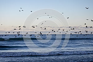 Flying flock of Canada geese over the lake during sunset