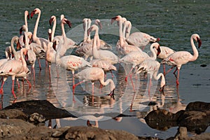Flying flock of flamingos