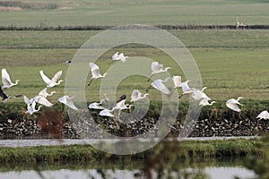 Flying flock of great egrets