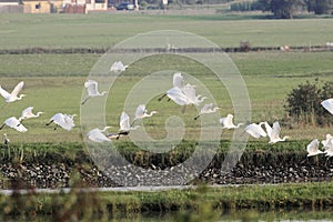 Flying flock of great egrets