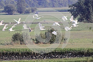 Flying flock of great egrets