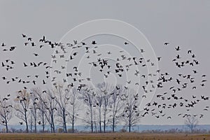Flying flock Greylag goose, Hortobagy Hungary