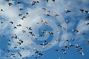 Flying flock of pigeons