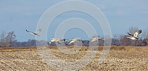 A Flying Flock of Sandhill Cranes