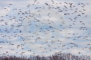 A Flying Flock of Sandhill Cranes