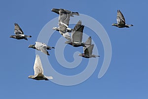 Flying flock of speed racing pigeon bird against clear blue sky