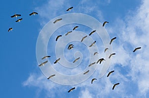 Flying flock of storks in the blue sky