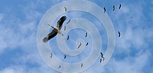 Flying flock of storks in the blue sky