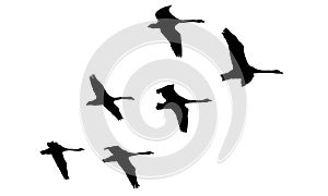 Flying flock of swans birds, silhouettes. Vector illustration