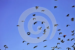 Flying flock of White-faced Whistling Duck, Dendrocygna viduata, Namibia