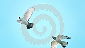 Flying flock of white pigeons against blue sky