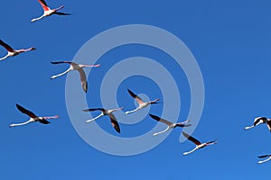 Flying flock of wild flamingos in summer