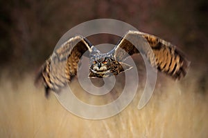 Flying forest bird, Eurasian Eagle Owl, Bubo bubo, flying bird with open wings in grass meadow, forest in the background, Norway