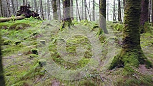 Flying through the forest in the scottish highlands