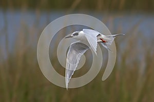 Flying Forster's Tern