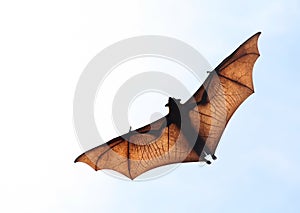 Flying fox