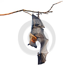 Flying Fox