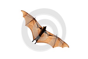 Flying fox