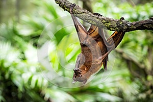 Flying fox