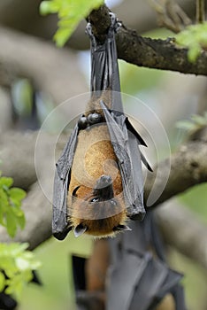 Flying fox