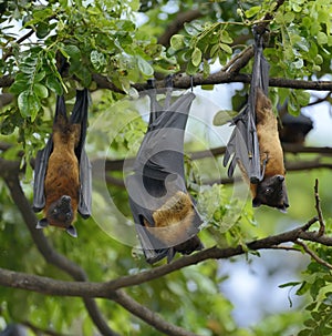 Flying fox