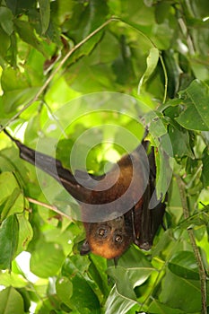 Flying fox bat