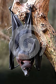 Flying fox bat