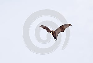Flying fox bat against white background
