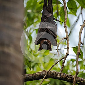 Flying Fox Bat