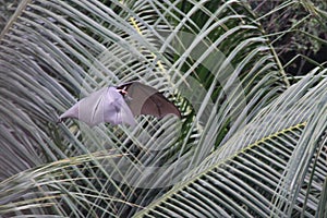 Flying Fox Bat in jungle
