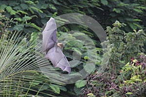 Volador zorro en la jungla 