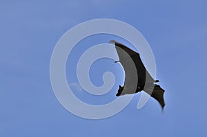 Flying fox bat under the daylight moon in Thailand