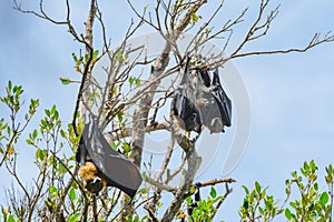 Flying fox, bats, flying mammals with large black wings and rusty neck hang upside down on a branch and rest