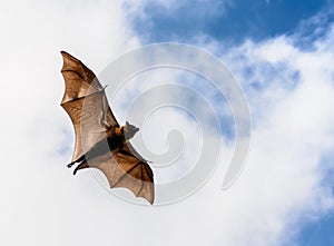 Flying fox on blue sky