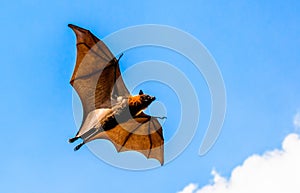 Flying fox on blue sky