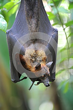 Flying Fox