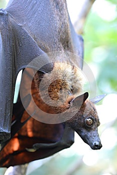 Flying Fox