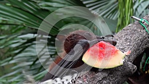 Flying fox, fruit bat, eating fruit hanging upside down from the top of a tree at a zoo.