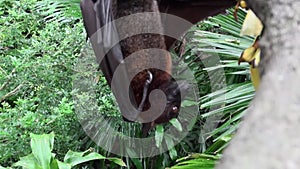 Flying fox, fruit bat, eating fruit hanging upside down from the top of a tree at a zoo.