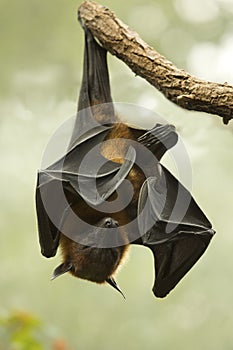 Flying fox,  fruit  bats  Pteropus.