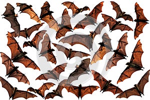 Flying fox fruit bats in the sky