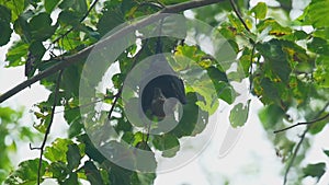 Flying fox hangs on a tree branch