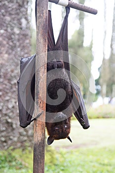 A flying fox hangs upside down, clutching a tree with its claws