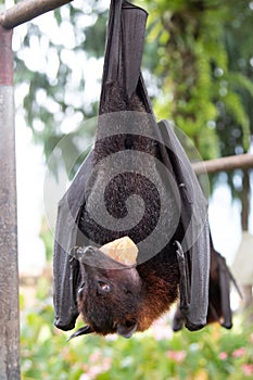 A flying fox hangs upside down and holds a slice of mango in its mouth