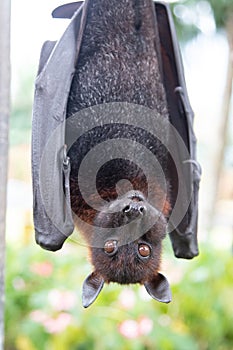 A flying fox hangs upside down with its wings folded