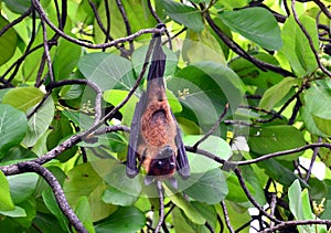 A flying fox hangs upside down on a tree photo